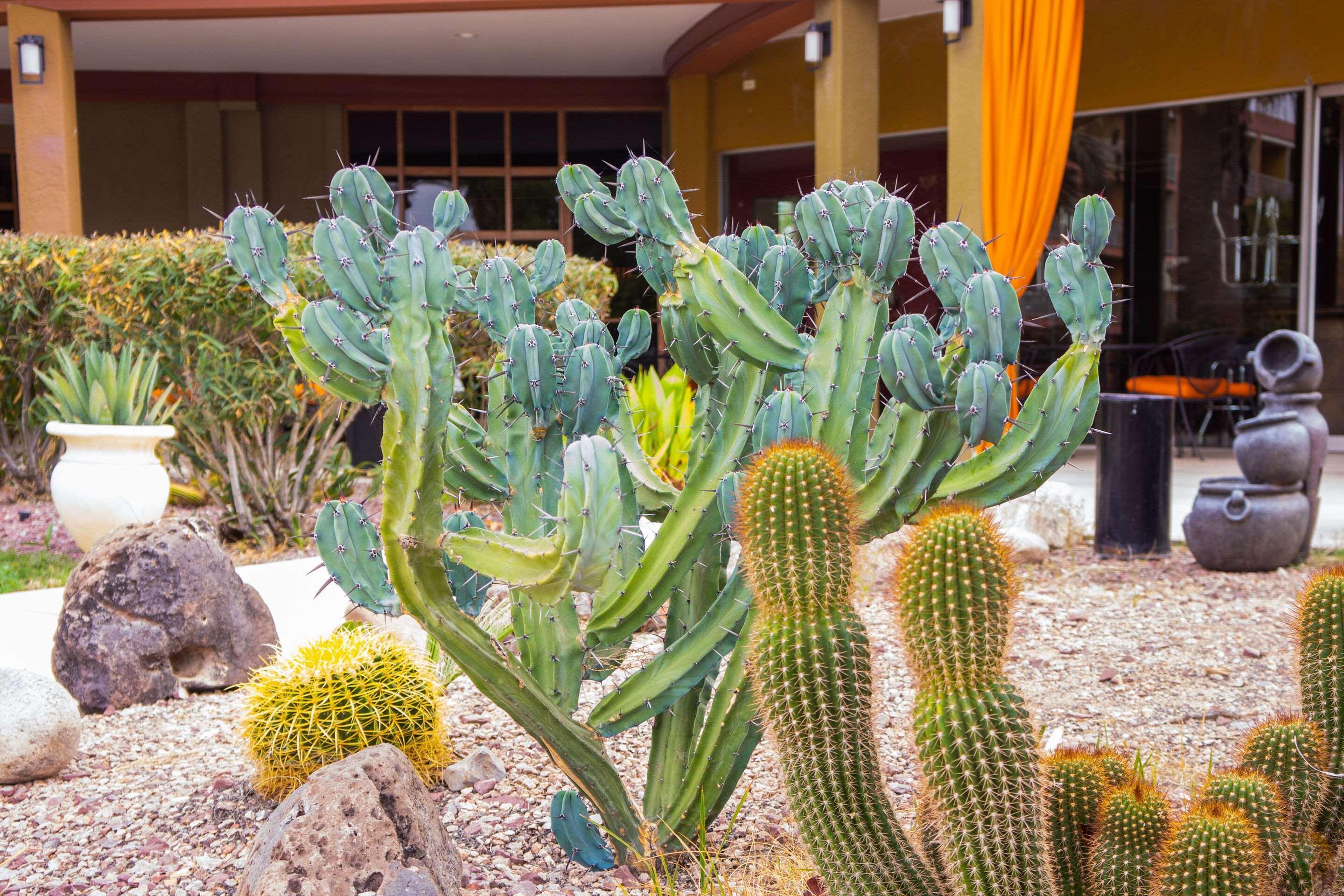 Hotel Tucson City Center, An Ascend Hotel Collection Member Exterior foto